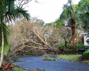It delivered driving rain, roofrattling winds and toppled many trees along Olde Cottage