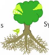 Sectored symptoms and leaf drop General leaf drop Severe root loss and rapid