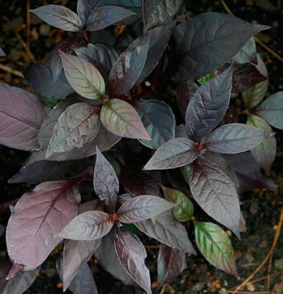 Calico Plant Alternanthera dentata Purple Knight Tender Perennial - Summer 1-2 2-3 Soil: Well-drained,