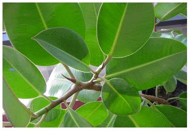 How to Propagate a Rubber Tree (Ficus elastica) [lots of different ways to do this: essential is the numbered lists through and descriptive headings] The Ficus elastica is commonly known as the
