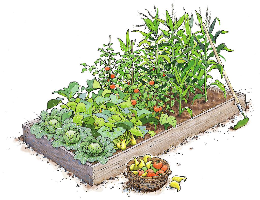 A l a b a m a Alabama A&M and ANR-1345 Auburn Universities R A & M a n d A u b u r n U n i v e r s i t i e s Gardening aised bed gardening is a convenient and easy way to produce homegrown vegetables.