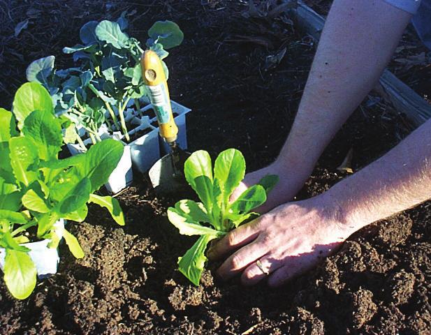 interplanting will help you reach the full potential of the bed. Do not overlook fall and winter gardening. Most crops that produce well in the spring months will do much better in the fall (e.g., broccoli, cauliflower, cabbage, carrots, rutabaga, collards, turnips).