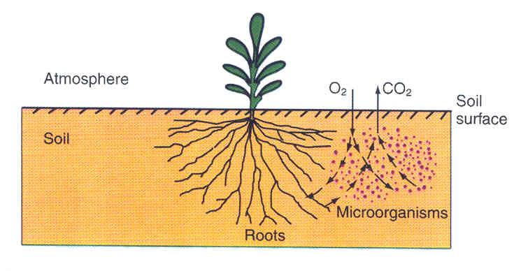 The Interplay of Air and Water: Soil Aeration the exchange of O 2