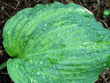 Buy hostas from reputable sources Inspect