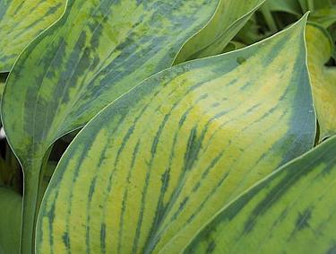 Request that hostas be tested for HVX prior to