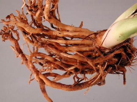 htm : Pretest soils/mulches/composts for the presence of root rot fungi Use a soil-less potting