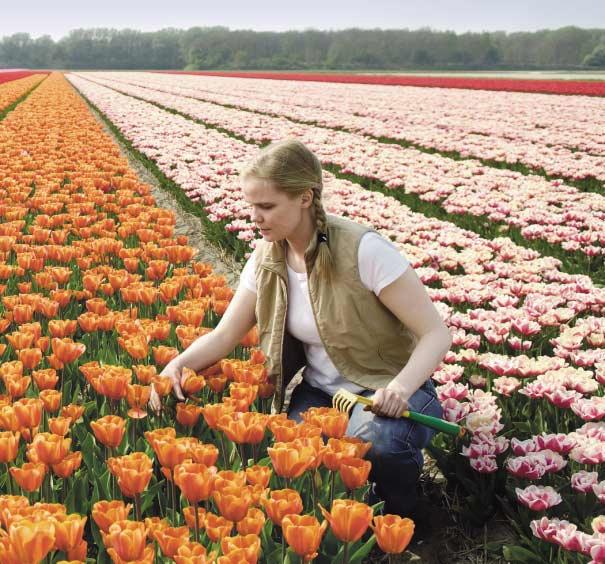Behind the Dutch North Sea dunes, between Haarlem and Leiden, can be found the largest combined flower plantation in the world, known as De Bollenstreek.