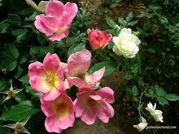The Rainbow Knock Out rose Radcor 1 Knock Out Rose Hedge - As you