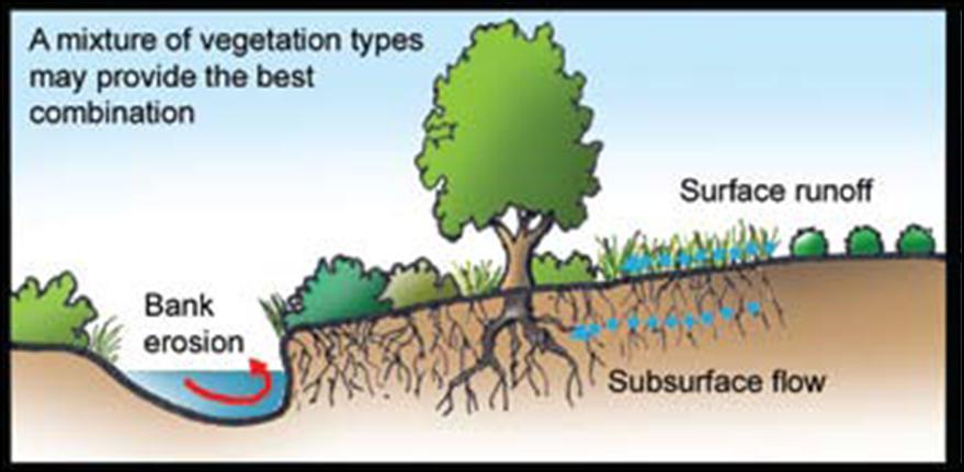 Once you have an overall Buffer Landscape Plan for your property, you can decide how to begin.
