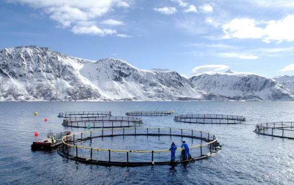 WAC in Norway: Norway is the No.1 salmon producer in the world with its nature condition suitable Salmon farming.