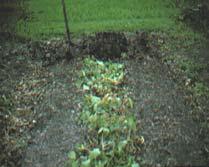 Trench composting Dig trench or hole ~ 1 ft deep Add wastes + garden soil Cover with soil Easy Protects from pests Improves garden soil Compost troubleshooting Odors Odors are one of the most