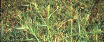 MSMA HERBICIDE For control of crabgrass, yellow nutsedge, sandbur and other broadleaf weeds in established bluegrass, zoysiagrass and