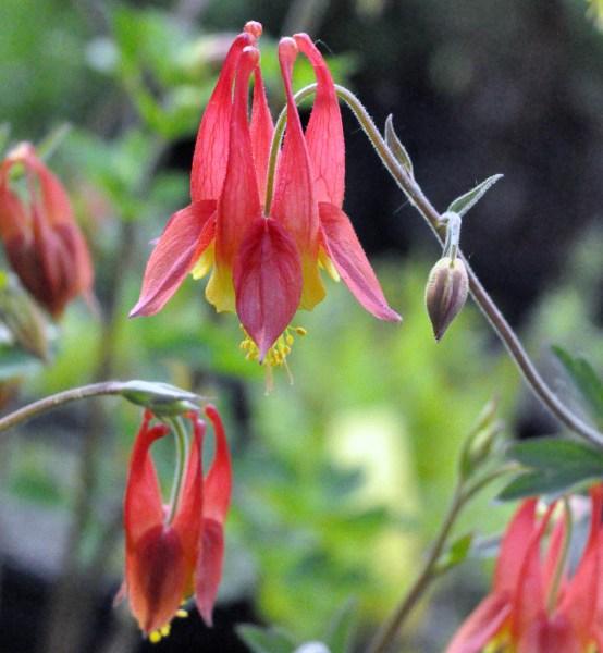 WILD COLUMBINE (Aquilegia canadensis) perennial Full to partial sun Moist soil if well drained to dry soil Blooms red to pale yellow nodding bell-like flowers all spring