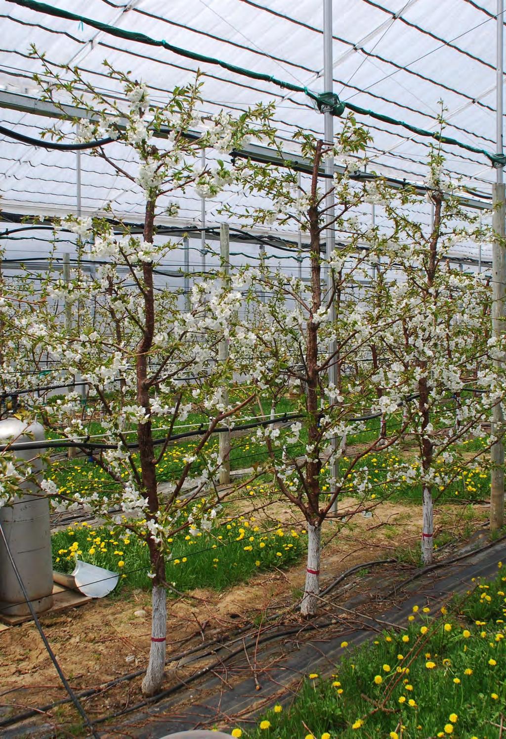 Canopy Systems The Orchard Establishment Phase of the trial is complete, the Mature Production Phase has begun SSA is most precocious, but has high labor needs for pruning, and productivity may
