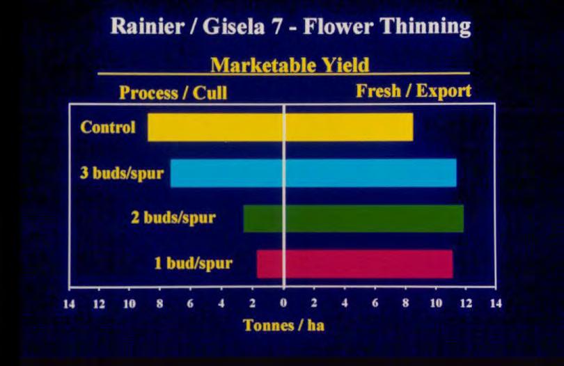 Crop-to-Leaf Area Balance on Dwarfing Rootstocks Rainier / Gisela 7 - Bud Thinning, Yield, Fruit Quality <25 mm (Processing) >25 mm (Export) Total
