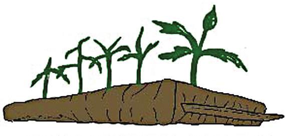 Most vegetables should be transplanted into containers when they develop their first two to three true leaves. Transplant the seedlings carefully to avoid injuring the young root system.
