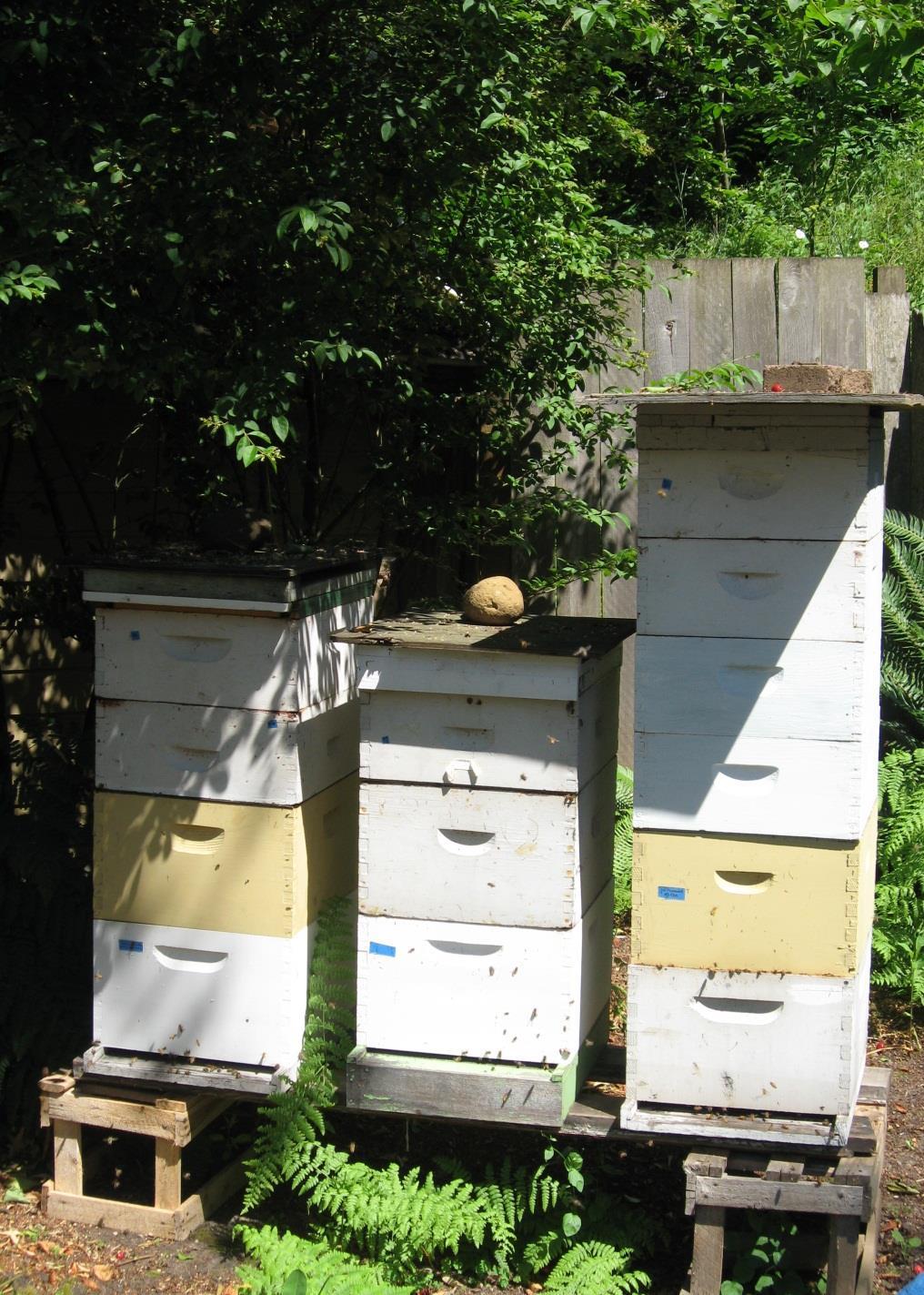 Barriers: Confusing regulations Neighbor approval for bees Limit on