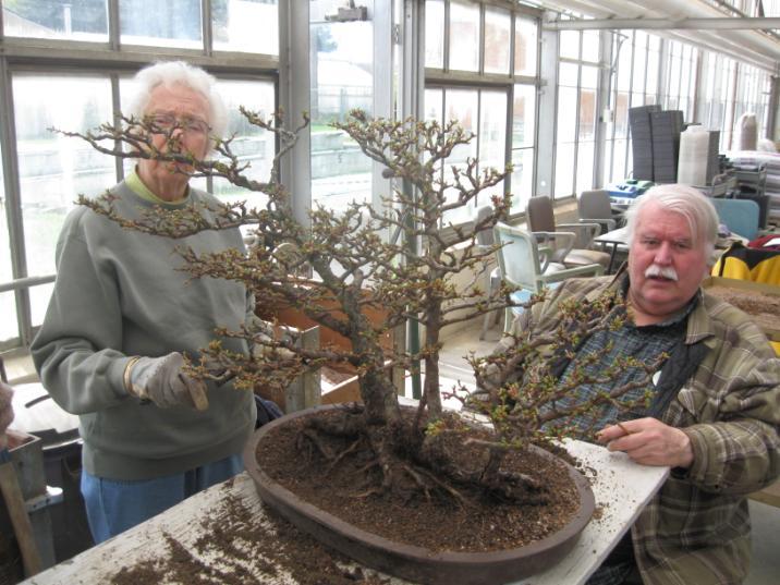 In Memory Of Eunice Corp Jack Wikle We have received word that Eunice Corp, a longtime member of our Ann Arbor Bonsai Society, passed away on June 1 of this year.