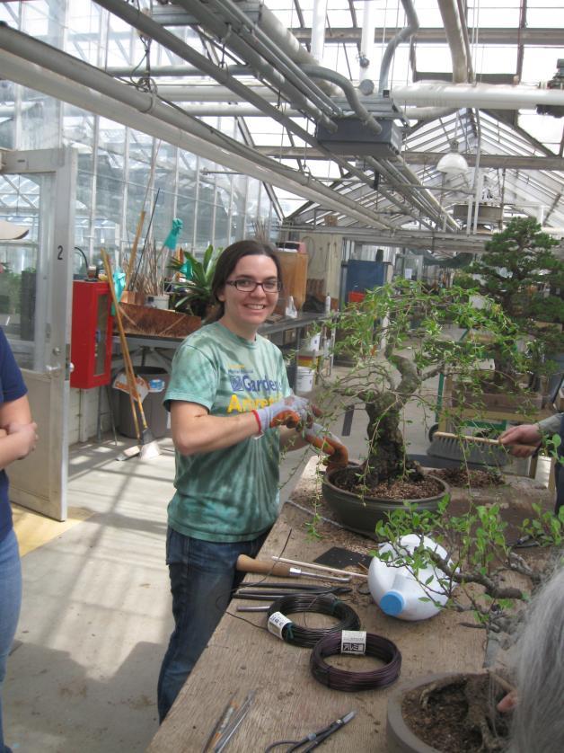 Joan Overmire and Bill Caver working on the Matthaei Collection. In this space, professional and volunteers will maintain the bonsai in view of the public.