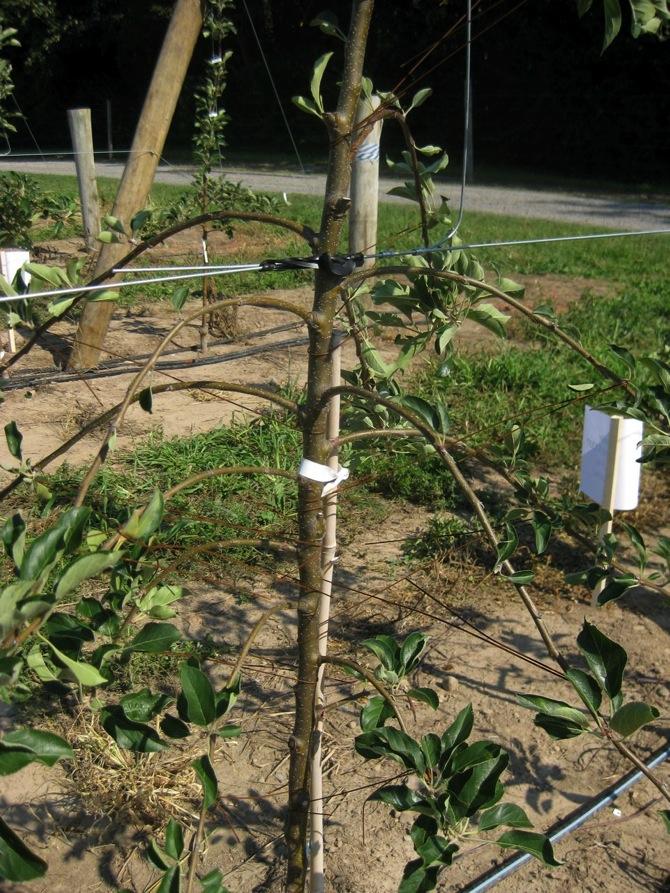 Branch bending Remaining branches bent below horizontal at plan8ng 1