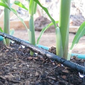 DROUGHT EDUCATION 10 TIPS FOR VEGETABLE GARDENING WITH LESS WATER Compost, compost, compost Adding organic matter to the soil increases its water holding capacity.