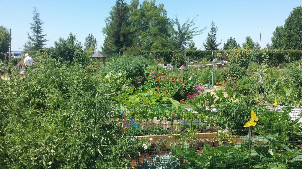 The University of California Cooperative Extension partnered with the County of Placer to transform an unused portion of an athletic field into a community garden.