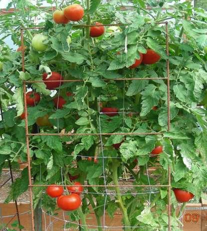 GROWING VEGETABLES IN OUR COASTAL CLIMATE Practical Ideas for