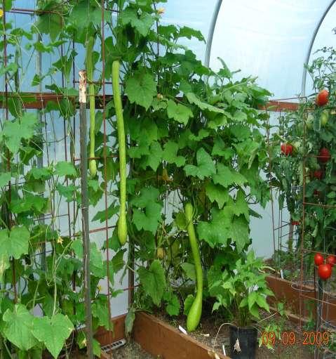 VEGETABLES IN THE GREENHOUSE More options Heat loving plants Winter