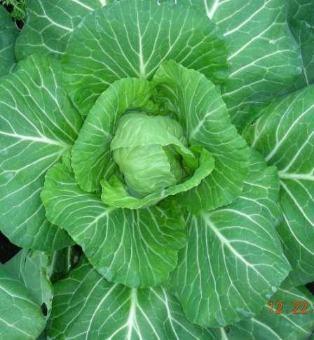 CABBAGES, SMALL OR TALL Loves our cool weather Needs good fertility and ample water