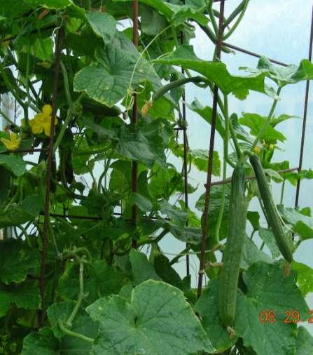 CUCUMBERS ARE COOL Appreciate some protection Good in the cloche Start