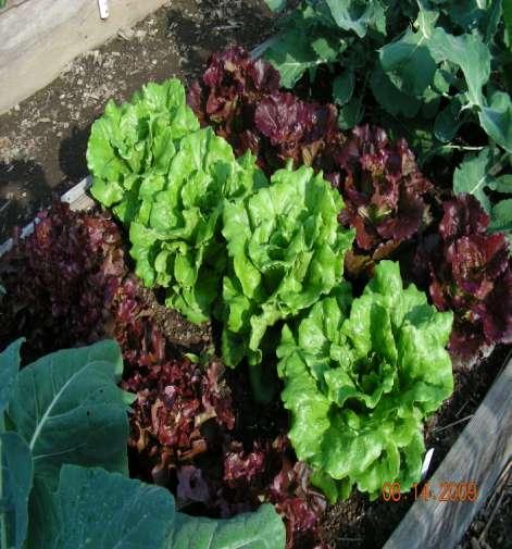 LOADS OF LETTUCE Easy coastal crop Protect from weather Needs