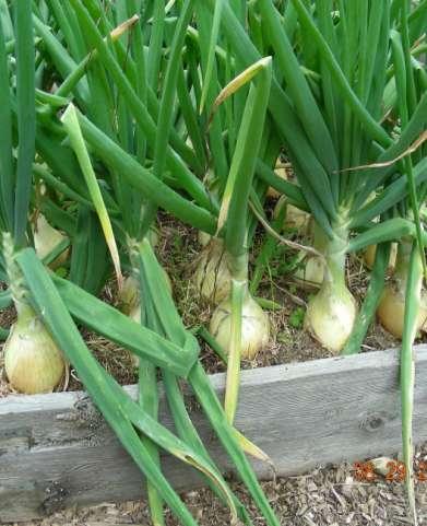AWESOME ONIONS and family members Full