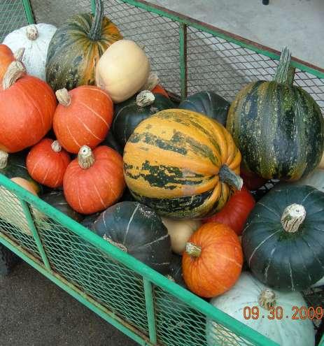 WINTER SQUASH AND PUMPKINS Need room to run Good fertility and