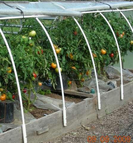 CAN YOU GROW TOMATOES?