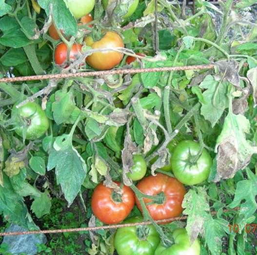 Diseases Prevention SOME TOMATO ISSUES Destroy