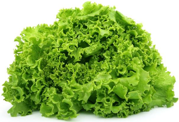 How to Grow Leaf Lettuce ) 888 246 5233 Planting Lettuce can be started from seed or from plants.