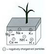 Many essential plant nutrients carry positive charges. Example: Potassium (K ).