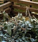 composting What is the best food for your decomposers?