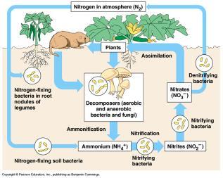 Biological Characteristics - Organic Matter Benefits: Enhances biological
