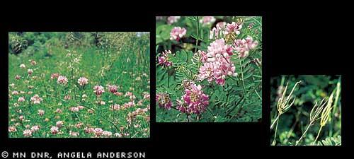 Crown vetch (Coronilla varia) Appearance: Perennial herbaceous plant, growing 2-6' long stems with a reclining and trailing growth pattern.