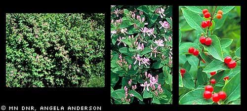 Honeysuckle (Lonicera tartarica, L. morrowii, L. x bella) Appearance: Upright deciduous shrubs, 5-12' high. Lonicera x bella is a horticultural hybrid.