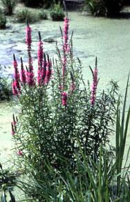 Purple loosestrife cont. Appearance: Stalks: Stalks are square, five or six-sided, woody, as tall as 2 meters (over 6 feet) with several stalks on mature plants. Leaves:.