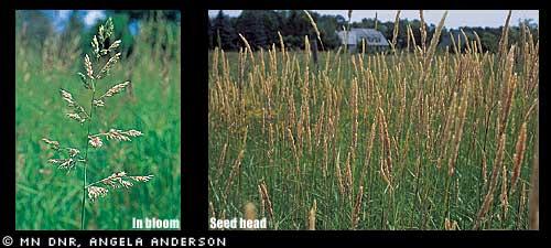 Reed canary grass (Phalaris arundinacea) Appearance: Perennial coarse cool season grass that grows 2-6' high.