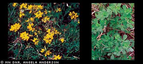COMMON INVASIVE EXOTICS OF MINNESOTA Birdsfoot trefoil (Lotus corniculatus) Appearance: Perennial herbaceous plant, 12 24 tall; the clover-like plant has a sprawling growth pattern.