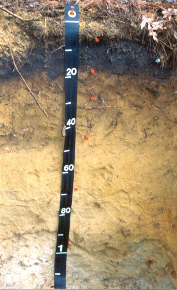 Soil Profile Vertical cross-section of soil layers (horizons) Horizons differ in color,