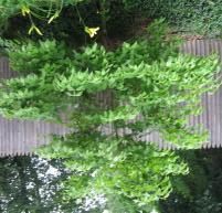 Carex Weeping Hemlock Coreopsis Blackthorn Fortune &