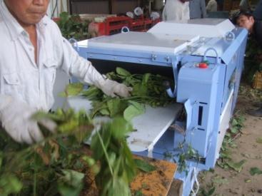 Edamame automatic thresher KX-H3 The work of threshing edamame becomes more simple and efficient. KX-H3 Work scenery 1.