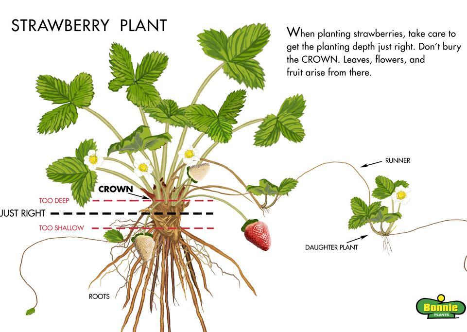 Strawberry Transplant into garden Plant crown at soil line Second week of May 4 ft between rows 2 ft