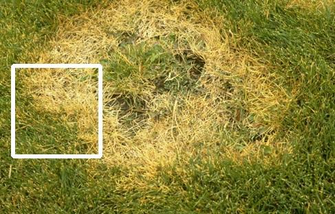 Grasses (whole plants) Pasture grasses & small grains Turfgrass Carefully dig up a clump of