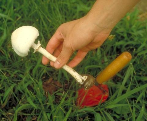 Mushrooms for identification* Select several at different stages of maturity when possible (22). Dig up specimen to include any below ground structures (23 & 24). Wrap gently in newspaper.